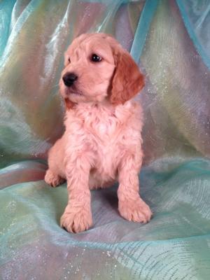 Male Goldendoodle #6 Puppy for sale Born 12-23-13 Ready February 2014|Goldendoodle Breeder with a one or two year Guarantee on health and Genetics of Puppies for sale